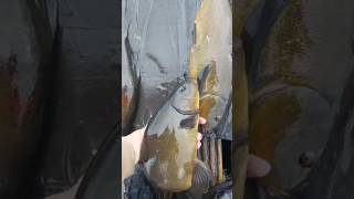 Tench tench tenchfishing fishing fishinguk fishingireland carp carpfishing [upl. by Ayotl522]