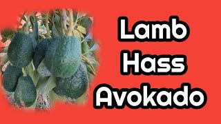 Lamb Hass Avokado Sık Dikim 15 yaş  lamhass lampas [upl. by Ritch]