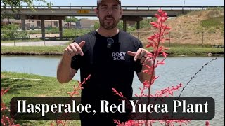 Hasperaloe Red Yucca Plant [upl. by Aiykan]