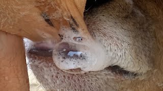 Satisfying video a cow calf milking her mother milk and make satisfying sound for creat good times [upl. by Kingdon]