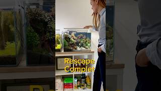 Rescape complet aquarium aquascape aquascaping fishtank fish fishkeeping [upl. by Uahsoj]