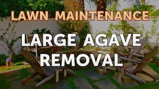 Large Agave Removal [upl. by Ila]