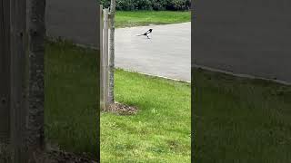 Regurgitating Magpie birds avian nature [upl. by Eckardt128]