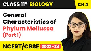 General Characteristics of Phylum Mollusca Part 1  Class 11 Biology Chapter 4  NCERTCBSE [upl. by Sello]