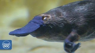 Duckbill Platypus  Australia [upl. by Reba]