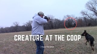 Giant Creature At My Chicken Coop German Shepherd Couldnt Catch It [upl. by Llamaj148]