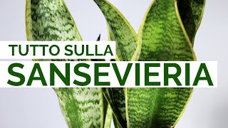 Tutto sulla SANSEVIERIA  Cura coltivazione e propagazione [upl. by Hayimas945]