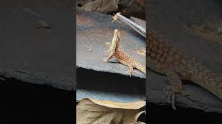 Charmander tong feeding on a brown cricket 🍽️🦎 Varanus [upl. by Gabrielle28]