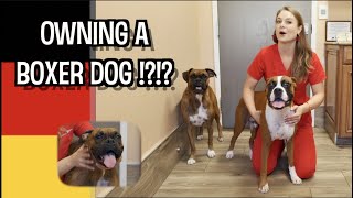 Owning a Boxer Dog  What you need to know [upl. by Dnomde753]