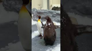 Sweet Pesto pestothepenguin pestopenguin penguin moodeng penguins animals kingpenguin [upl. by Aneri248]