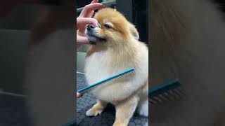 Funny and Cute Pomeranian shorts video from YouTube [upl. by Saberio]