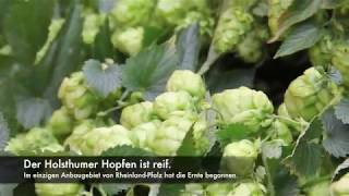 Hopfenernte Das grüne Gold ist reif [upl. by Mcmurry640]