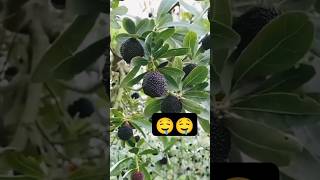 pulasanfruitfruitsnaturebeautifulsweettrendingviralytshortvideosadventurefarmingexplore🤤 [upl. by Asirem956]