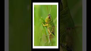 quotAbout Grasshoppersquot Part 4 facts animals grasshopper [upl. by Dowzall139]