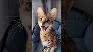 Can We Pet A Serval Cat🤔 servals servalcat catlover [upl. by Rickey]