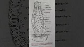 Scypha  Sycon shorts shortvideo biology [upl. by Britney]