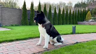 American Akita KIMI One year old Ukraine [upl. by Allisirp]