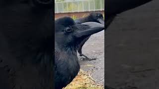 Hooded crow Common raven New Caledonian crow Carrion crow [upl. by Tamar]