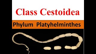 Class Cestoidea  Cestodes  Tapeworm  Phylum Platyhelminthes [upl. by Shamrao]