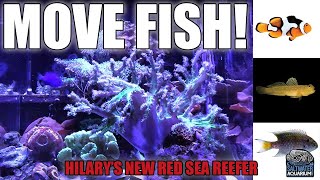 MOVING Saltwater Fish amp Corals into a NEW Tank  Hilarys New Red Sea Reefer [upl. by Ridan]