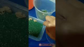 How to culture tubifex worms for betta fish no oxygen tank needed 😊 [upl. by Yme]