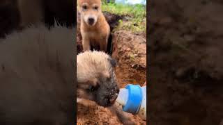 Puppy feeding milk dog puppy animals cute pets funny comedy [upl. by Yorick]