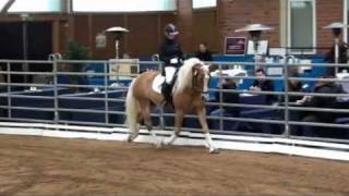 2011 Haflinger Hengstschau Alsfeld [upl. by Delmore378]