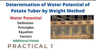 Determination of Water Potential of Potato Tuber by Weight Method  Part 1  Bot 701  Botany [upl. by Gosnell332]