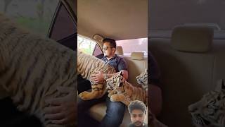 Baby tiger ky sath tiger bengaltiger banglatigers animals [upl. by Tad]