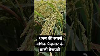 धान की सबसे खतरनाक किस्म पैदावार 45 कुंटल एकड़ में  Dhan ki sabse top variety 2024 [upl. by Cooke646]