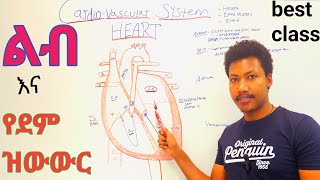 Cardiovascular systemHeart❤ልብ  Anatomy and Physiology class  የደም ዝውውር ደም ቅዳ ደም መልስ [upl. by Dammahum]