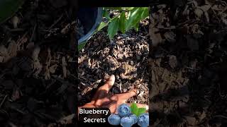 Blueberry bush secrets in 30 seconds garden gardening shorts [upl. by Eimmis936]