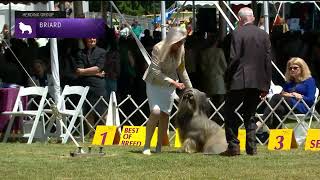 Briards  Breed Judging 2022 [upl. by April]