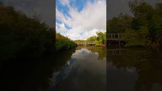 Low and Fast through the mangroves fpv fpvdrone cinematic drone florida sendit [upl. by Ettedo]