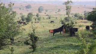 Welcome back to prehistoric times – among wild horses and aurochs herds [upl. by Eiramait]