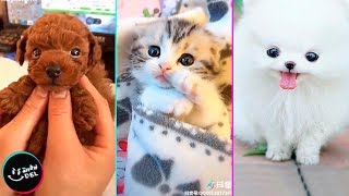 Videos Chistosos y Adorables de Animales [upl. by Nettirb]