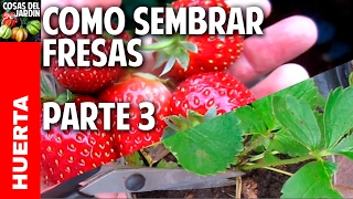 Cultivo de fresas  Parte 3  Poda estolones y flores para tener mayor cantidad de fresas [upl. by Ignacius270]