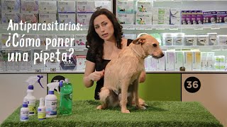 Antiparasitarios Pipetas para perros y gatos  Tiendanimal [upl. by Auqenahs310]