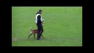 Jürgen Schwendinger amp Yackson de Villalazan  WM FCI IPO 2013  obedience 91 points [upl. by Anirehtac]