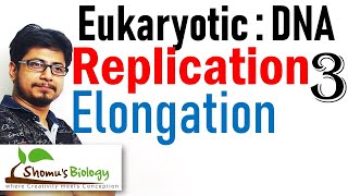 DNA replication in eukaryotes 3  elongation [upl. by Serle]