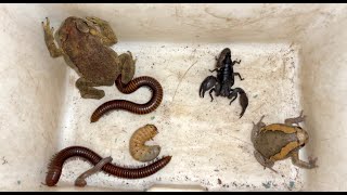 Discovery Captured Creatures One Chubby Frog Giant Millipedes Millipede Grub and Scorpion [upl. by Lednic389]