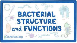 Bacterial Structure and Functions [upl. by Enitsirt]