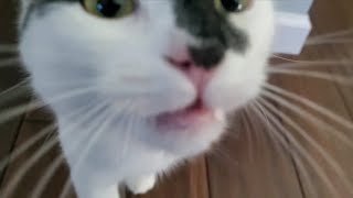 kitten SCREAMING [upl. by Yung907]