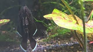 Corydoras Eques und L183 mit Nachwuchs [upl. by Aratihc864]