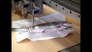 KMT Waterjet  Cutting fresh and frozen fish with pure water [upl. by Charleen]