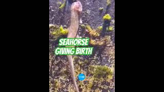 SEAHORSE GIVING BIRTH [upl. by Ehctav]