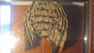 First timelapse of window wasp nest [upl. by Ternan796]