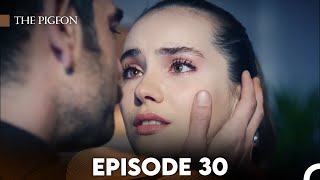 The Pigeon Episode 30 FULL HD [upl. by Townshend]