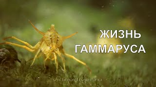 GAMMARUS LIFE ЖИЗНЬ ГАММАРУСА [upl. by Halpern]