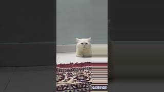 GOOD LOOKING CAT😺 shorts youtubeshorts trendingshorts cat persian persaincat [upl. by Aizitel]